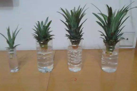 如何往凤梨叶杯里浇水