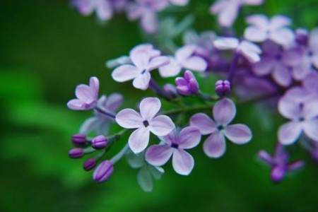 丁香花不开花的原因