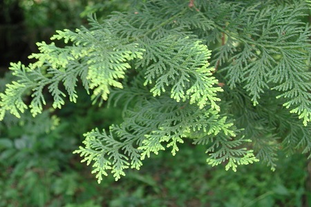 扁柏的功效与作用禁忌和副作用