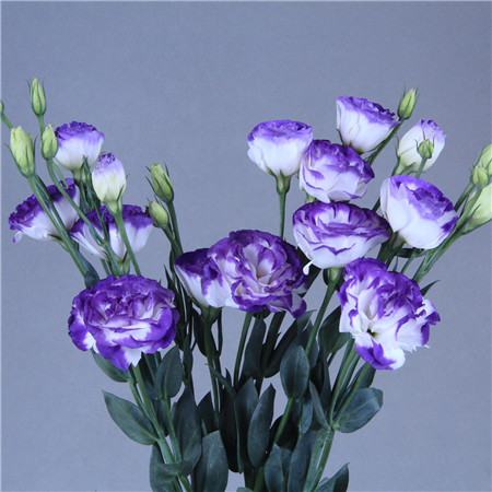 洋桔梗开花后还能复花吗