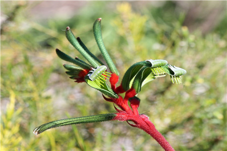 袋鼠花的养殖方法和注意事项