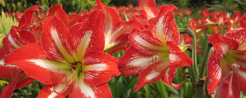 朱顶红用深盆还是浅盆种植(栽朱顶红用大盆小盆)