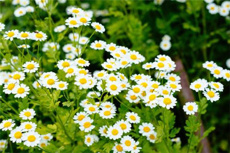 雏菊水养注意事项