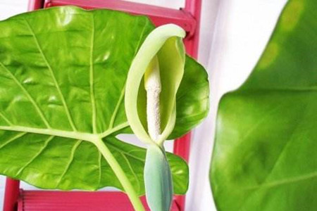 滴水观音什么时候开花?滴水观音开花有毒吗?