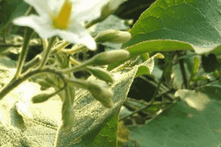 种茄子的六个步骤科学