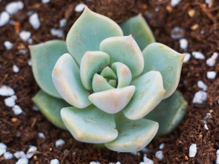 北方的多肉植物