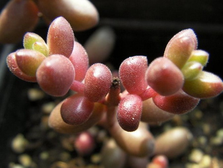 北方的多肉植物