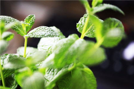 薄荷的功效与作用的功能与主治与用量