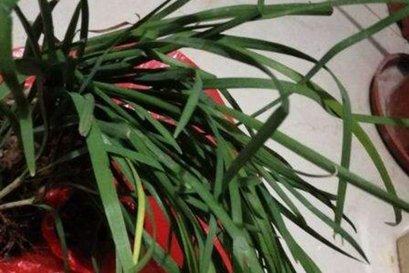 盆栽韭菜怎么过冬