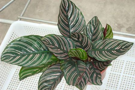 双线竹芋怎样才能长高