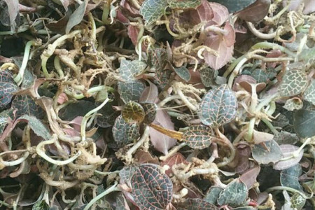 金线莲一斤多少钱