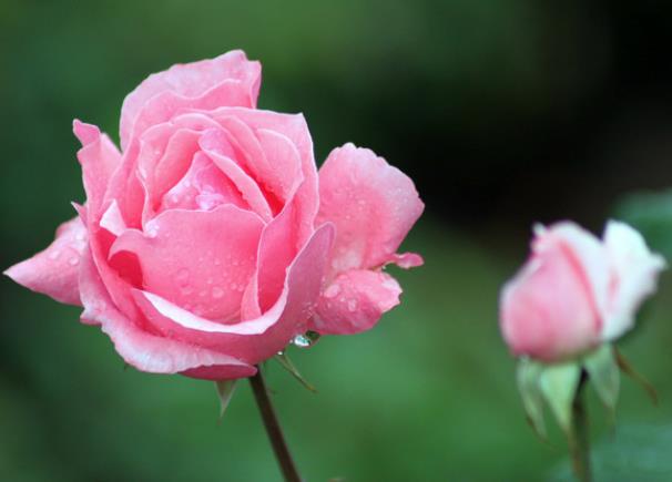 月季不开花的枝条要剪吗