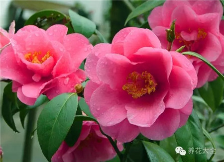 各种花卉养殖方法和注意