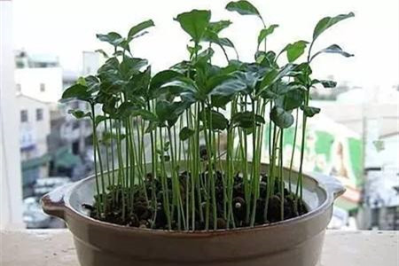 橘子籽怎么种出橘子