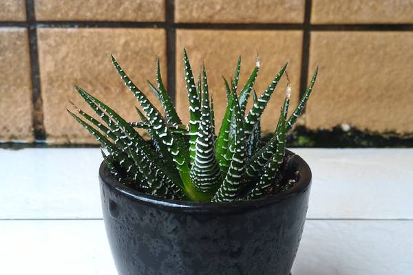 条纹十二卷过冬技巧(条纹十二卷要晒太阳吗)