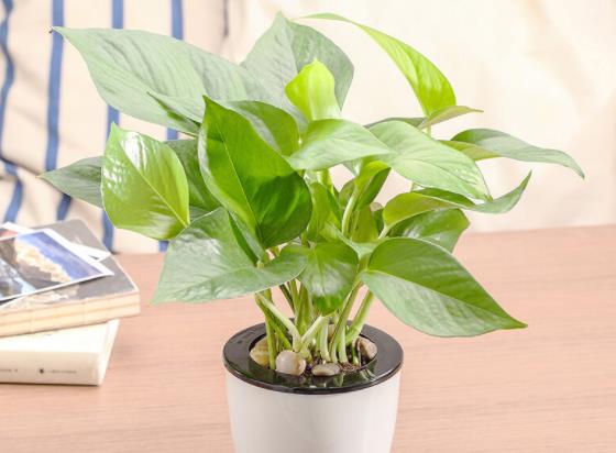 养绿萝用什么肥料最好花卉专用肥,注意氮磷钾等微量元素补充(绿萝应该用什么肥料)