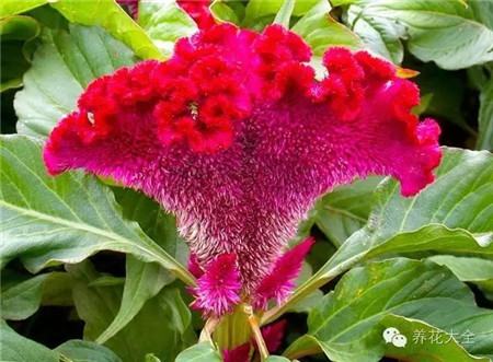 各种花卉养殖方法和注意