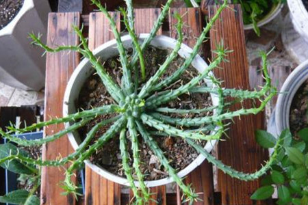 孔雀多久浇一次水