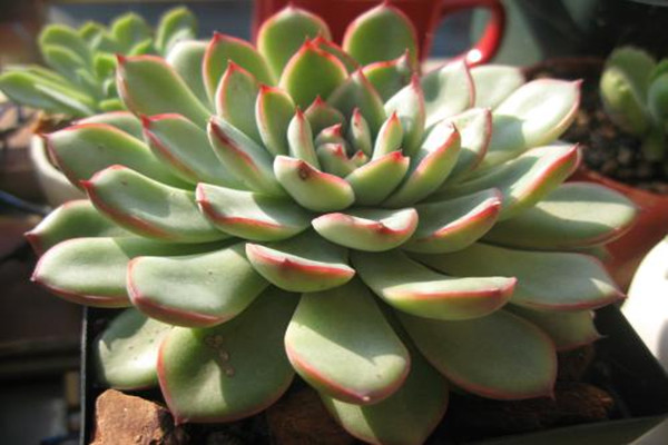 花月夜怎么服盆(花月夜怎么浇水)