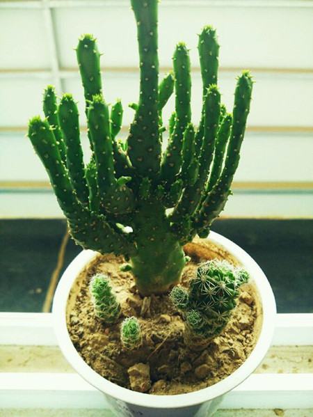 姬珊瑚能开花吗