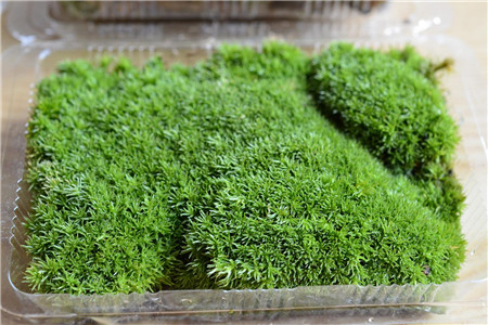 白发藓怎么养才茂盛