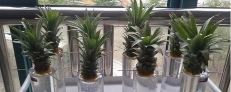 凤梨叶子可以水培吗凤梨叶子水培很容易生根(如何往凤梨叶杯里浇水)