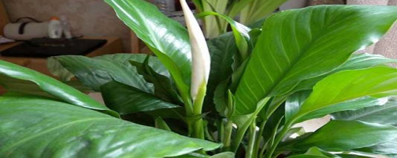 水培白掌不开花怎么办(水培白掌不生根怎么办)