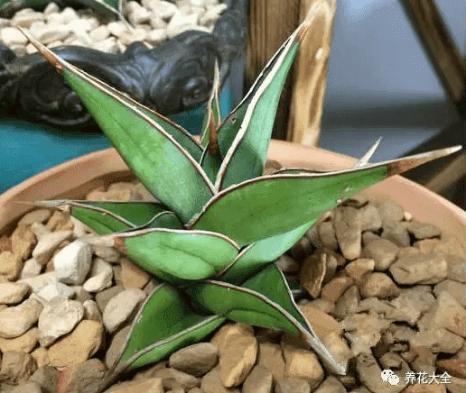 绿萝吊兰怎么种植