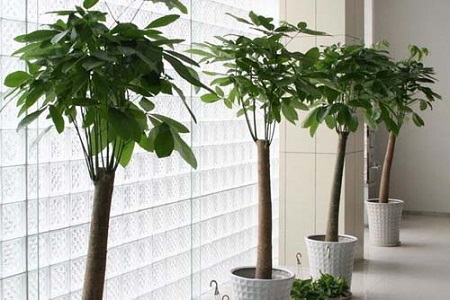 发财树水浇多了怎么办叶子发黄怎么挽救