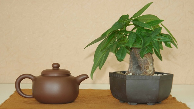 发财树水浇多了怎么办(发财树水浇多了怎么办叶子发黄怎么挽救)