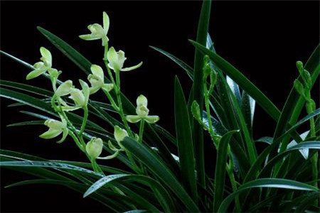 铁骨兰什么时候开花