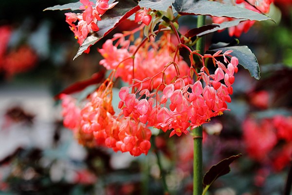 龙翅海棠的繁殖方法(龙翅海棠的繁殖方法视频)