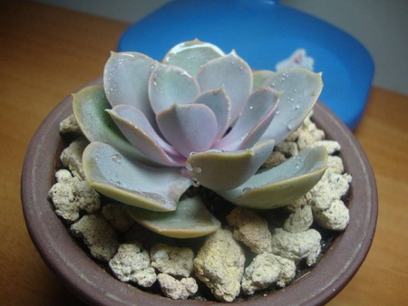 北方的多肉植物