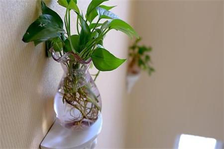 水培绿萝根系太长怎么办