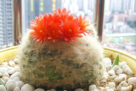 白雪光一年开几次花