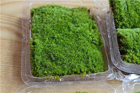 白发藓怎么养才茂盛