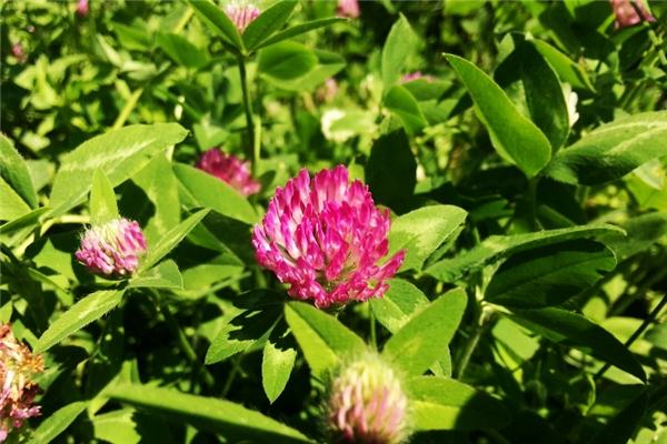 红车轴草的功效与作用(红车轴草花)