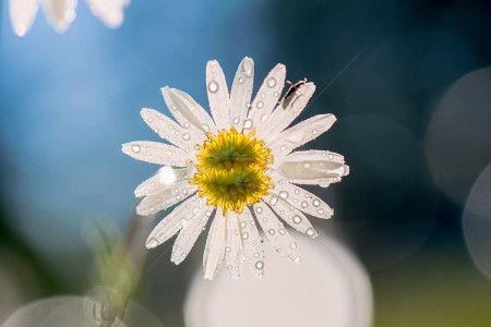 雏菊水养注意事项