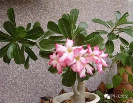 各种花卉养殖方法和注意