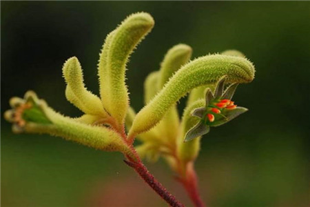 袋鼠花的养殖方法和注意事项