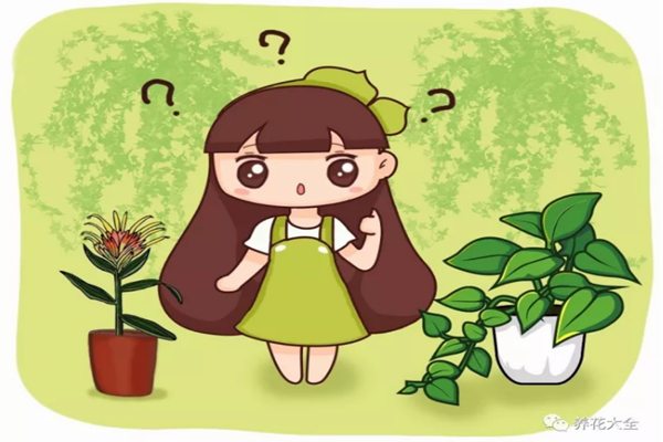 绿萝吊兰…竟然有30个品种！而你只见过2种！(绿萝吊兰怎么种植)
