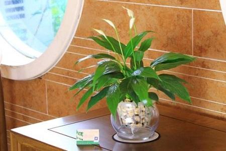 水培白掌不生根怎么办