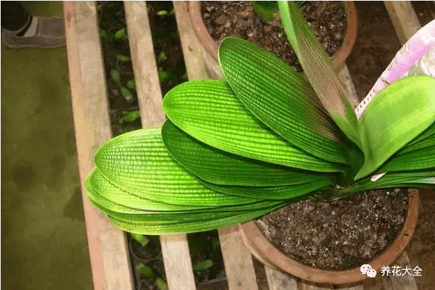 绿萝吊兰怎么种植