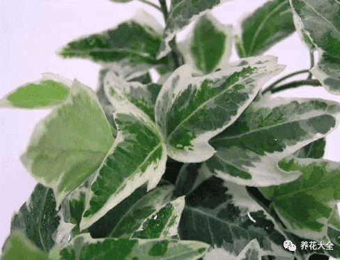 绿萝吊兰怎么种植