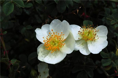 小果蔷薇的繁殖方式有哪些