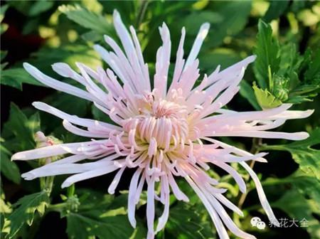 各种花卉养殖方法和注意