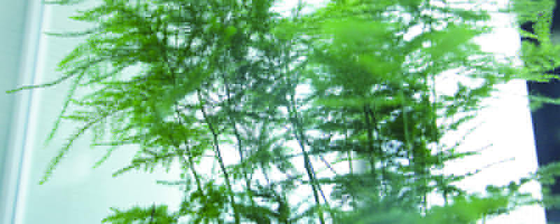 文竹冬天几天浇一次水(文竹冬天多久浇一次水)