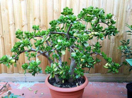 玉树掉叶什么原因怎么办