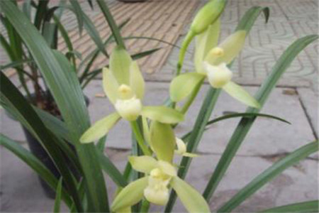 铁骨兰什么时候开花