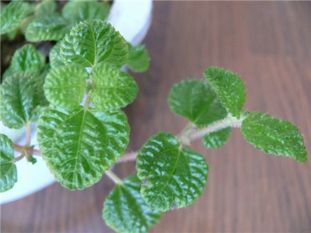 草莓吊兰的作用